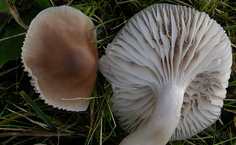 Funghi di sabato 08 novembre.